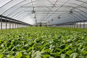 Almaza organic herb farm